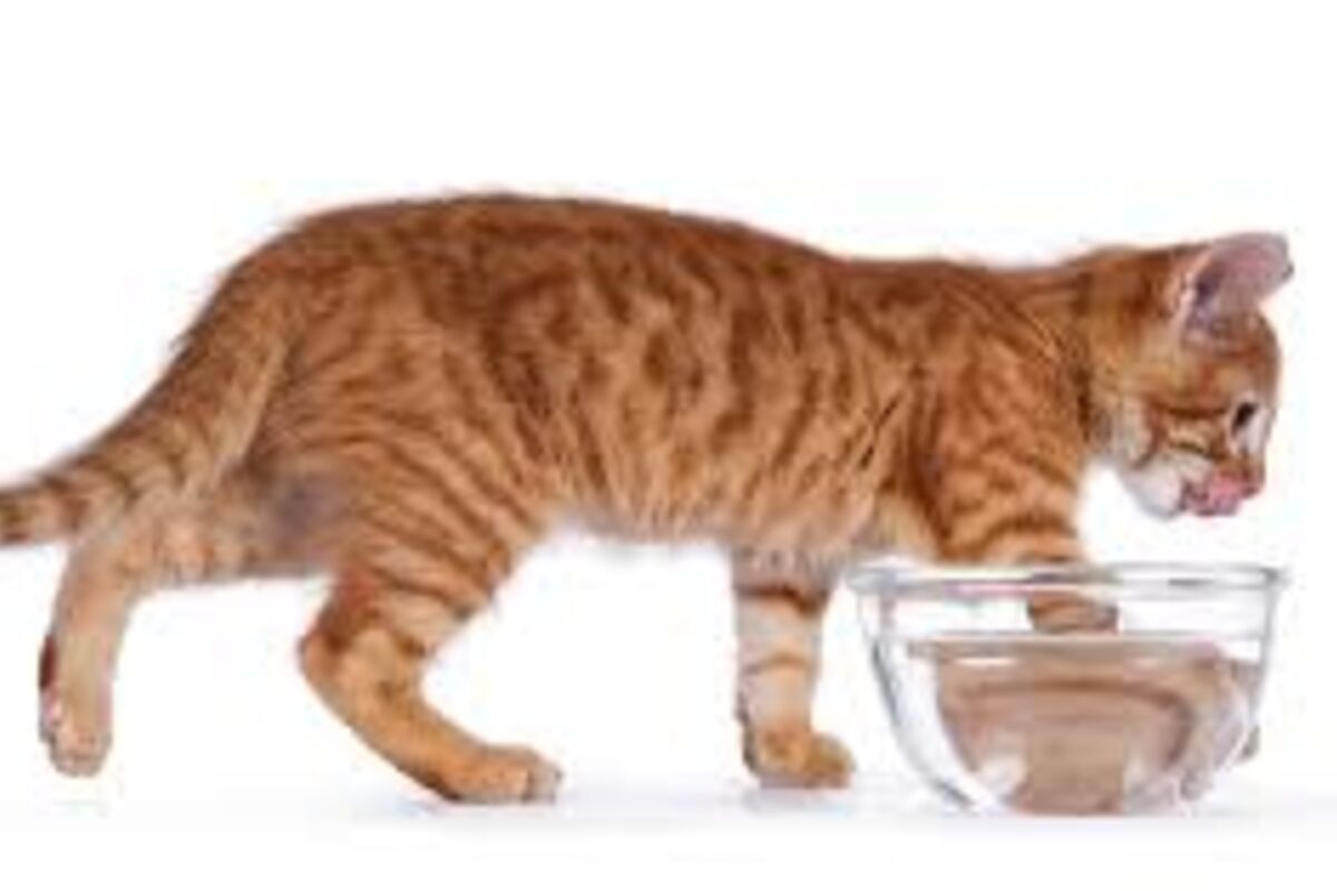 愛猫と長く一緒にいたいから。知っておきたい「猫 腎臓病 予防」の基本とケアのコツ
