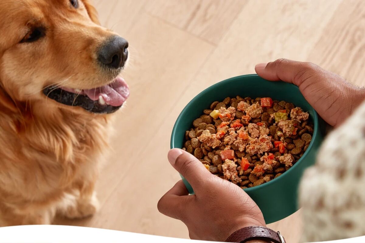 How to Choose the Best Dog Food: Simple Guide
