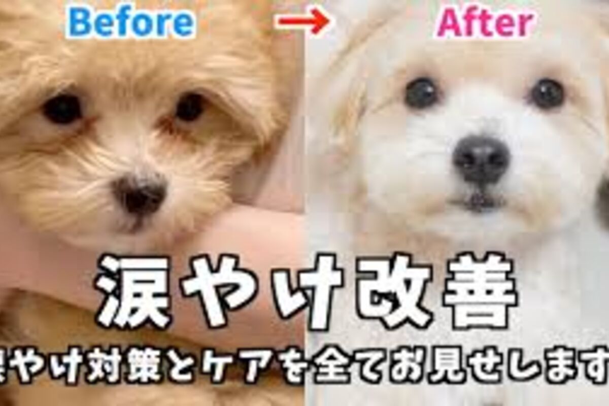 【保存版】愛犬の涙やけ改善ガイド：原因からおすすめドッグフード、ケア方法まで徹底解説