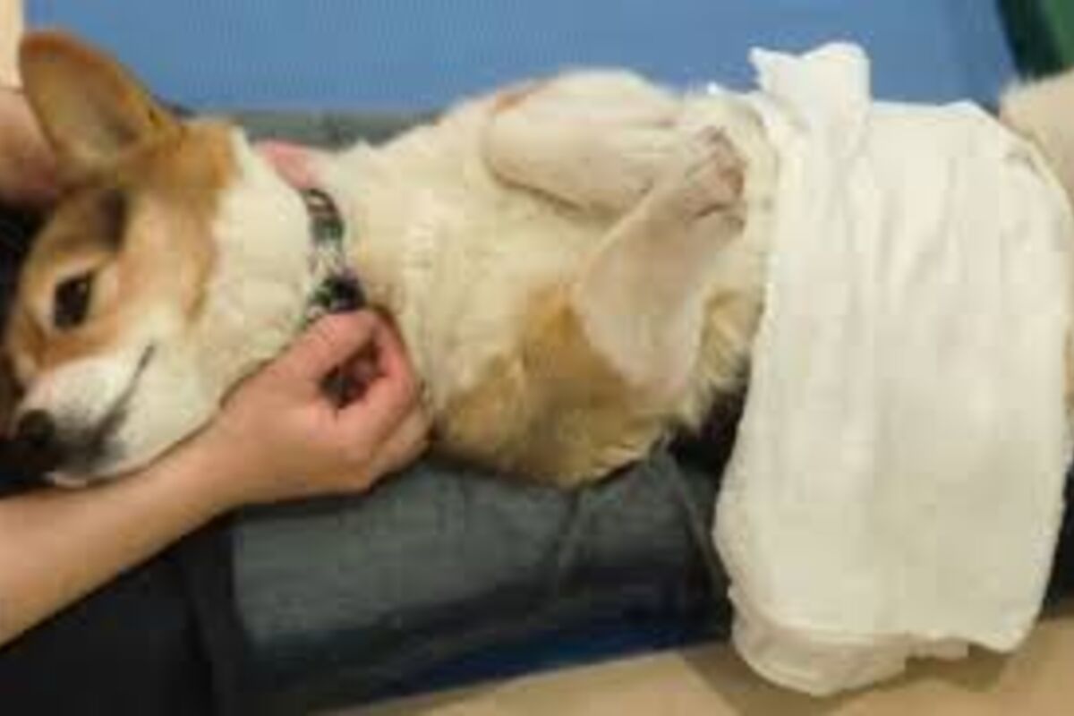 【老犬ケアの教科書】愛犬のシニア期を幸せに過ごすための食事・サプリ・介護術